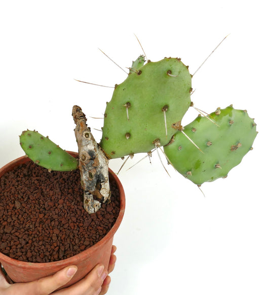Opuntia affinis polyacantha (South of Keams Canyon, Arizona, USA)