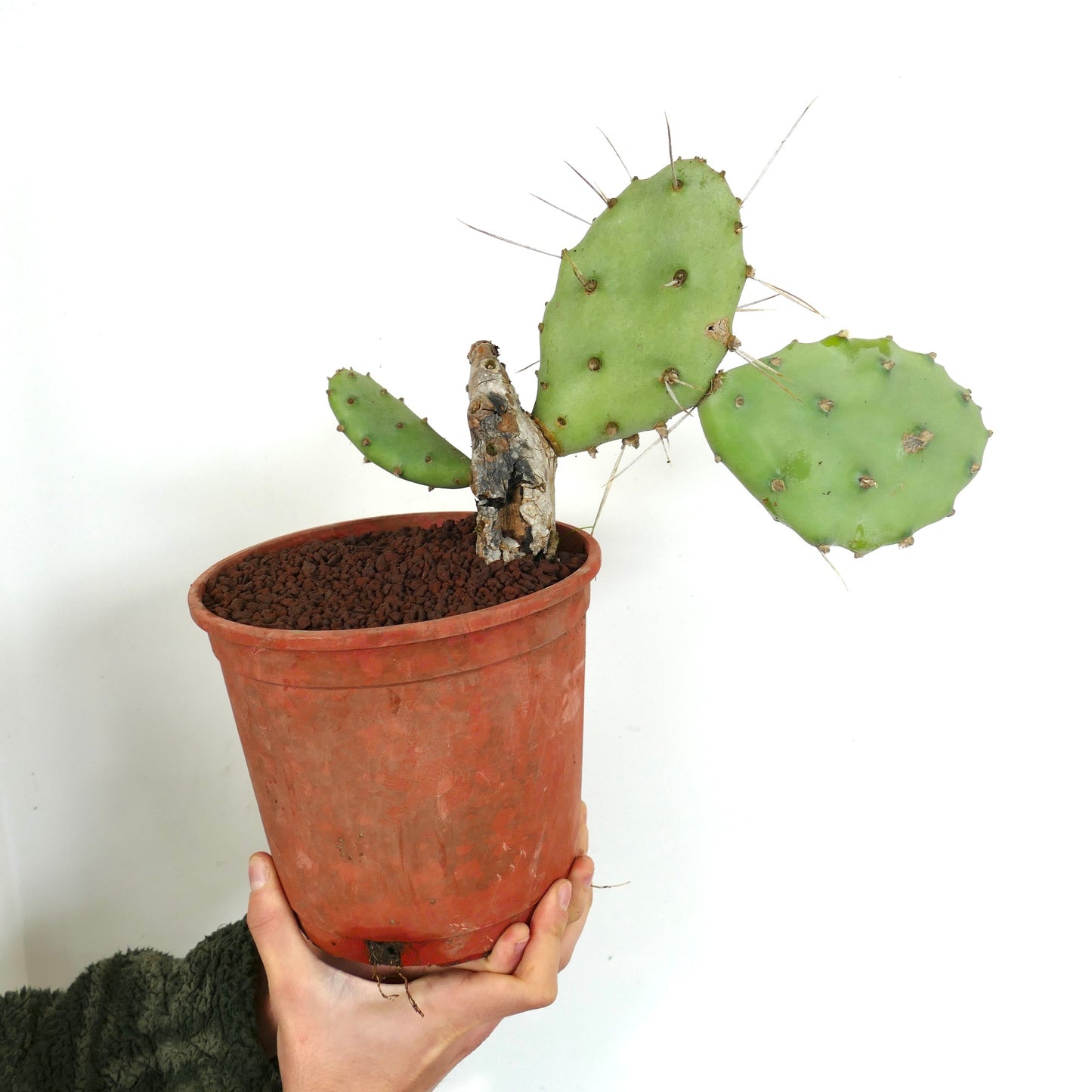 Opuntia affinis polyacantha (South of Keams Canyon, Arizona, USA)