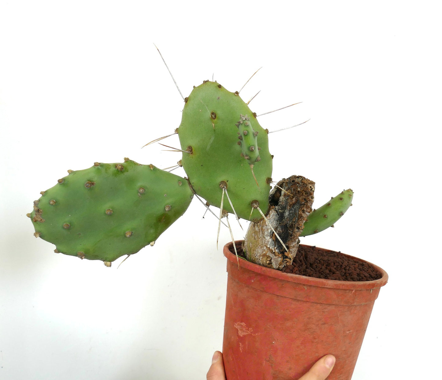 Opuntia affinis polyacantha (South of Keams Canyon, Arizona, USA)