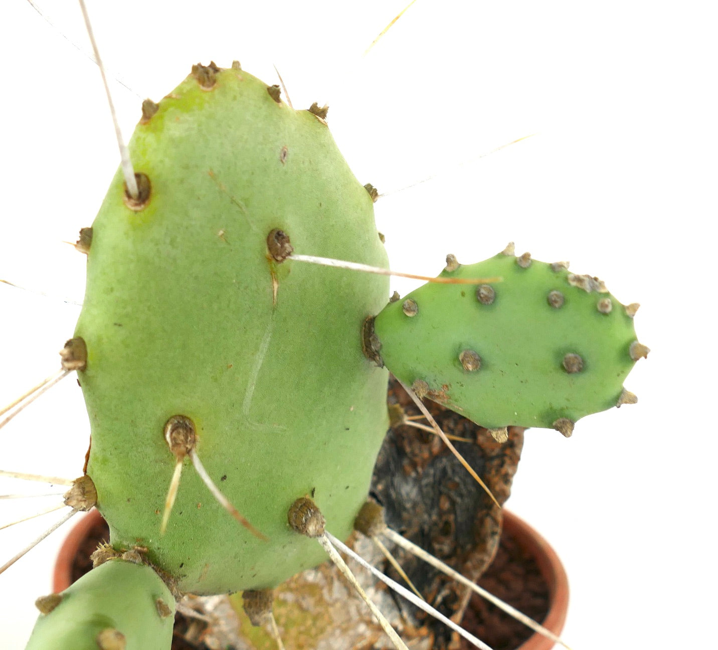 Opuntia affinis polyacantha (South of Keams Canyon, Arizona, USA)