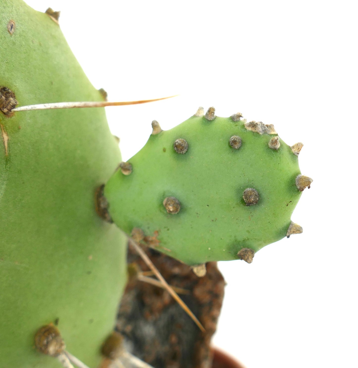 Opuntia affinis polyacantha (South of Keams Canyon, Arizona, USA)