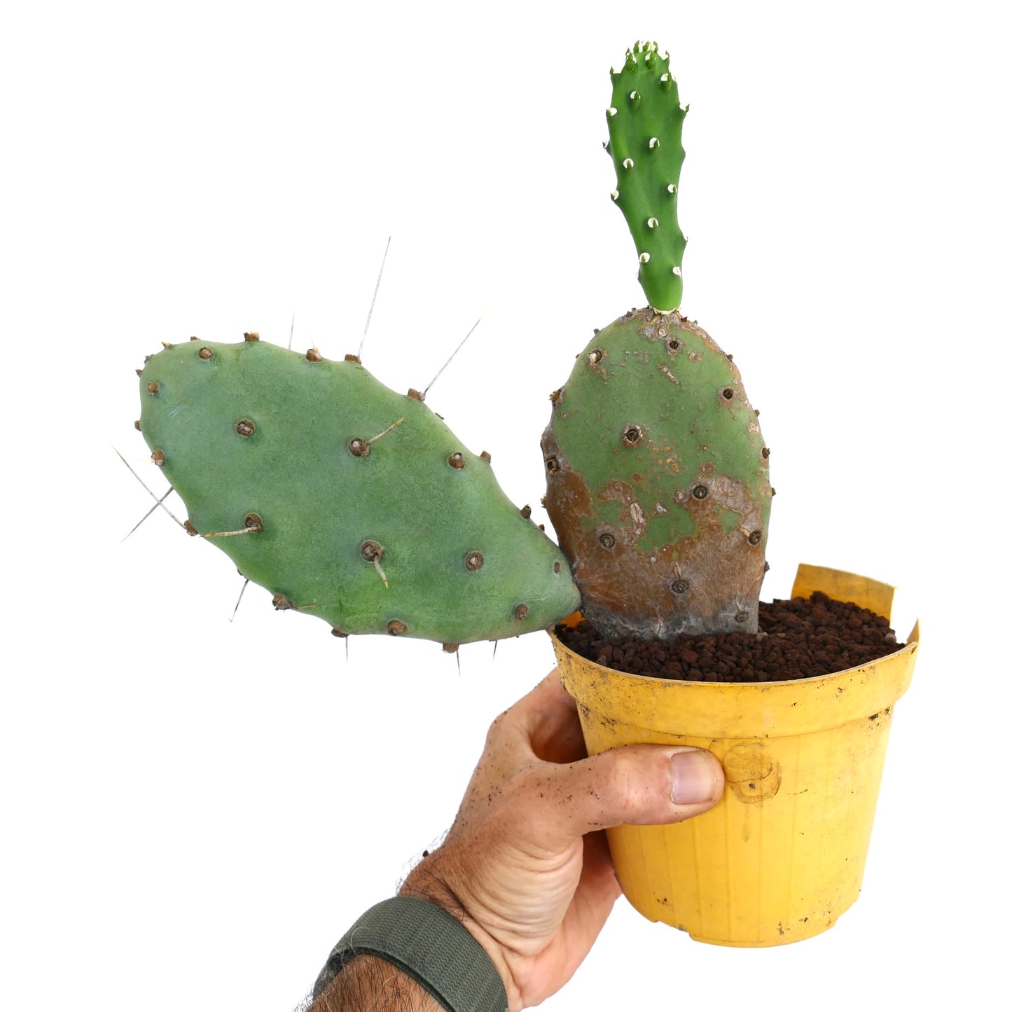 صبار أوبونتيا آفينيس بولياكانثا بألواح خضراء مسطحة وأشواك طويلة متفرقة في وعاء أصفر