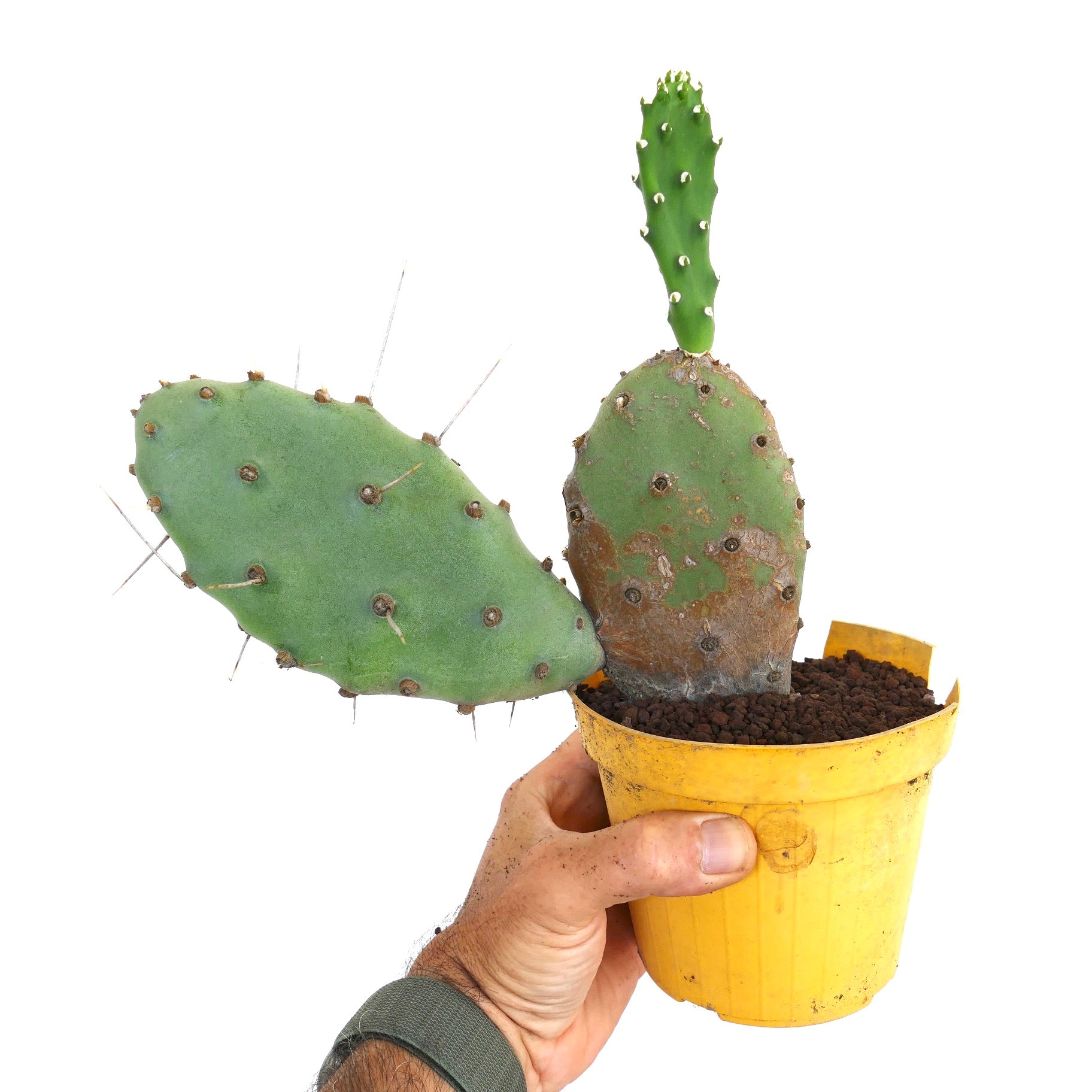 صبار عصاري أبونتيا أفينيس بولياكانثا بألواح خضراء مسطحة وأشواك طويلة في وعاء أصفر