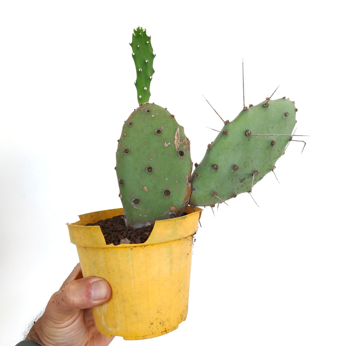 صبار أوبونتيا أفينيس بولياكانتھا الأخضر مع أشواك طويلة في وعاء أصفر نبات عصاري