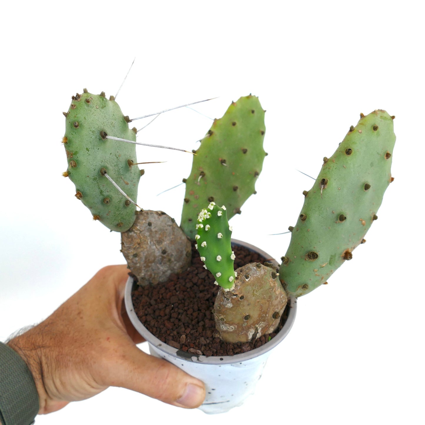 Opuntia affinis polyacantha rare cactus with flat green pads and long spines in small pot