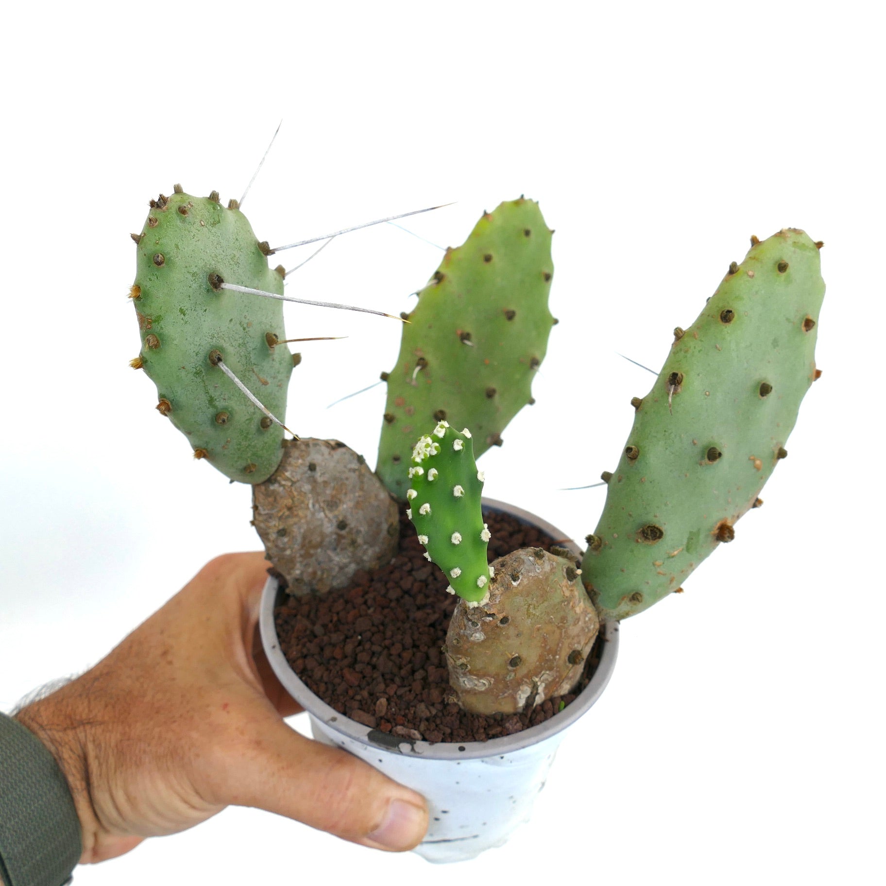 Opuntia affinis polyacantha rare cactus with flat green pads and long spines in small pot
