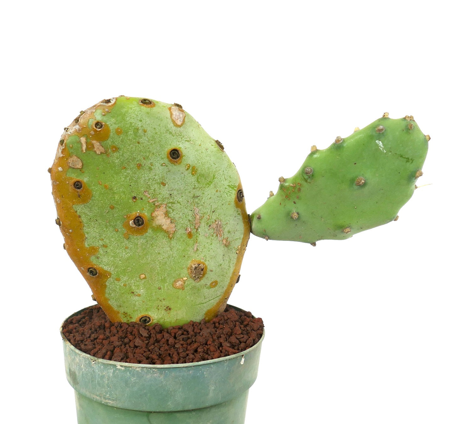 Opuntia affinis polyacantha from Keams Canyon, Arizona U.S.A.