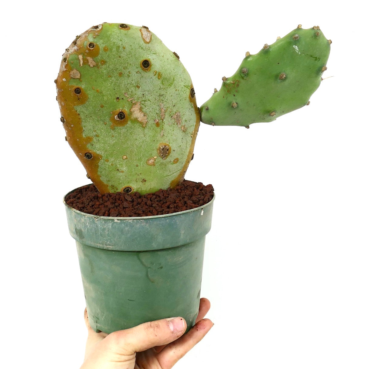 Opuntia affinis polyacantha from Keams Canyon, Arizona U.S.A.