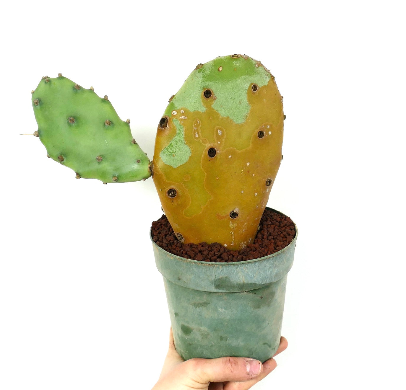 Opuntia affinis polyacantha from Keams Canyon, Arizona U.S.A.