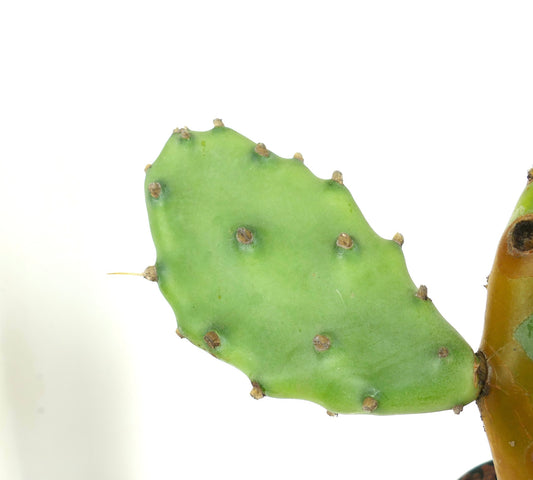 Opuntia affinis polyacantha from Keams Canyon, Arizona U.S.A.
