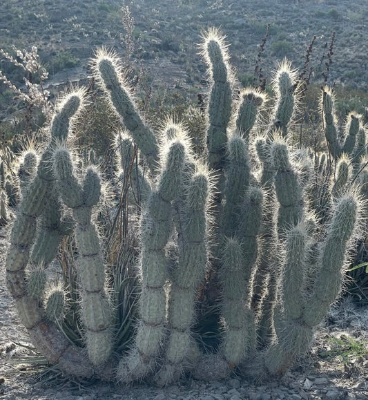 Opuntia bradtiana tall segmented cactus with dense white spines in desert environment