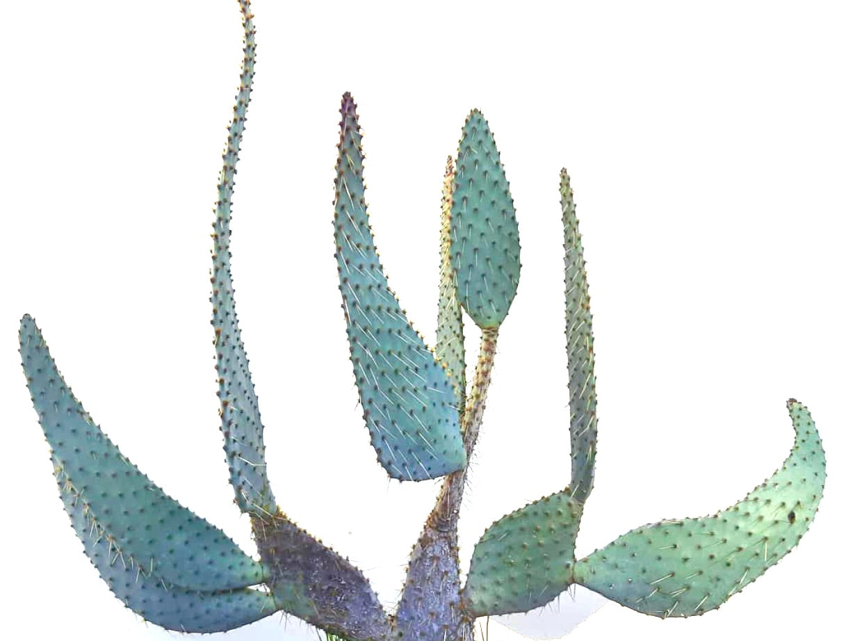 Opuntia engelmannii var. linguiformis raro cactus azul verdoso con almohadillas alargadas y espinas afiladas