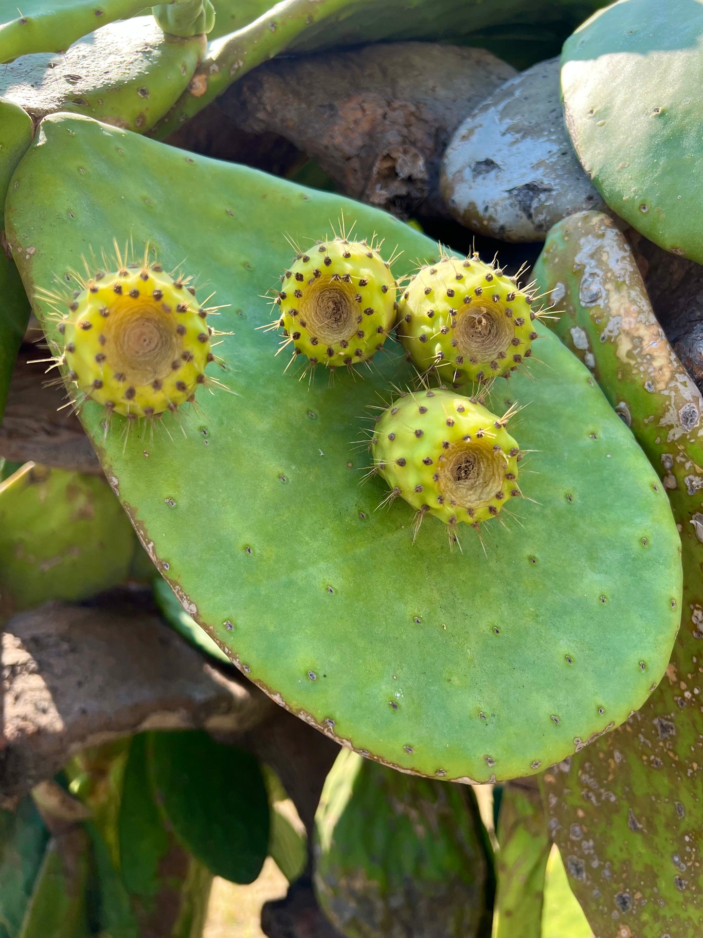 Opuntia ficus-indica 40-70cm