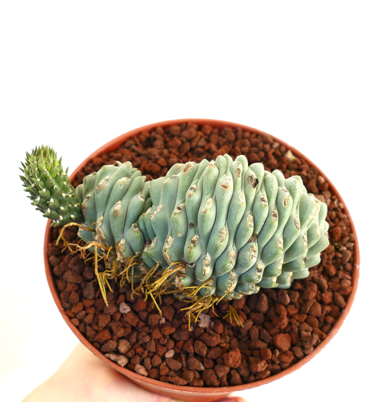 Opuntia fulgida rare crested succulent cactus with blue-green twisted stems and small spines