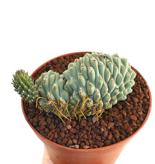 صبار عصاري نادر أوبونتيا فُلجيدا مع تاج متعرج بأغصان زرقاء-خضراء ملتوية وجذور مكشوفة في وعاء