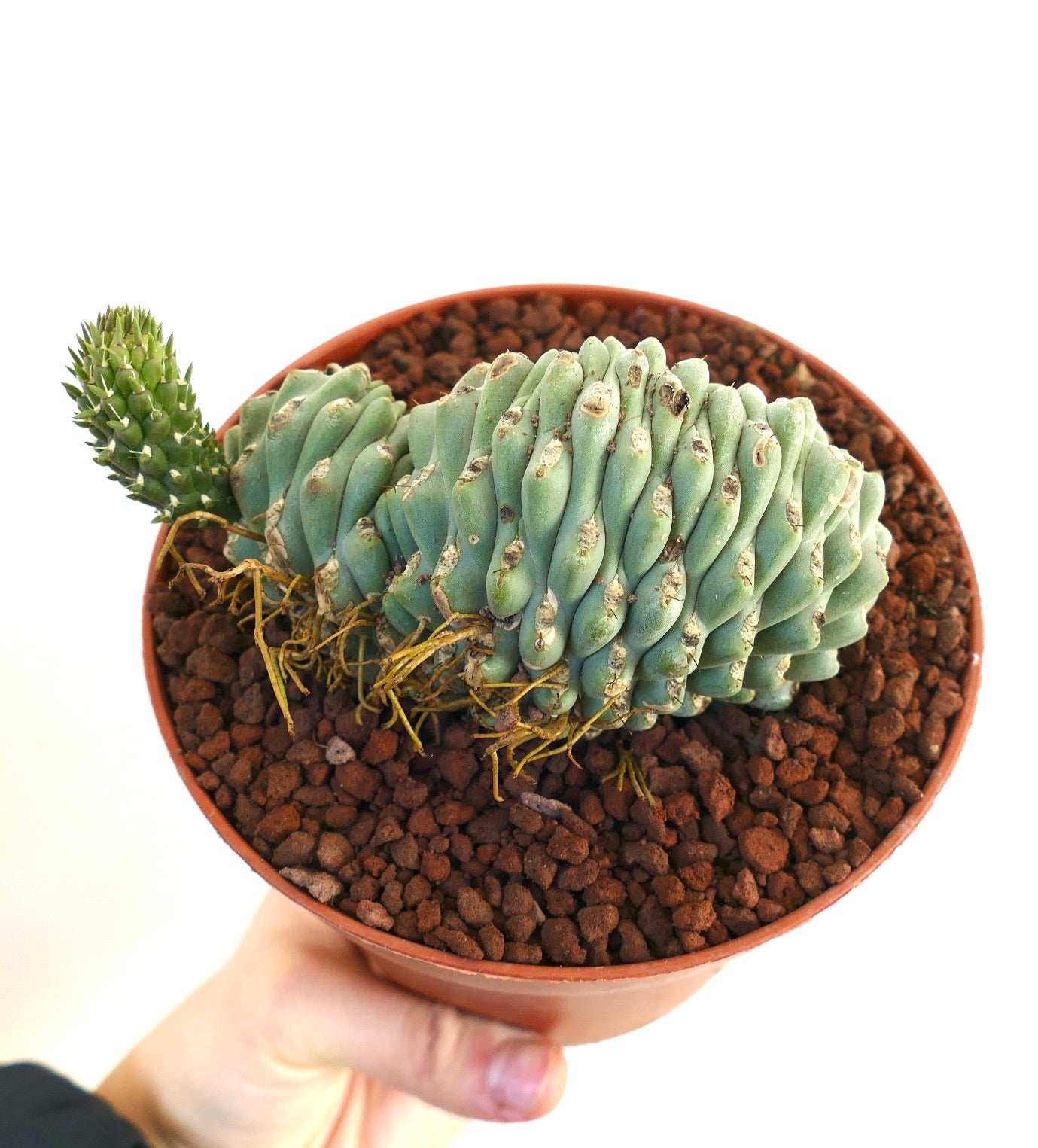 صبار عصاري نادر من نوع أوبونتيا فولغيدا بأغصان زرقاء خضراء متجعدة وملتوية في وعاء