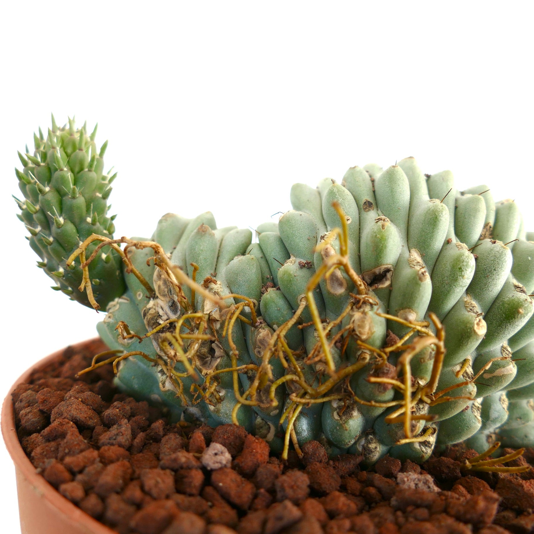 صبار عصاري نادر أوبونتيا فولجيدا ذو سيقان زرقاء-خضراء متقسمة ومتوجة وشووك