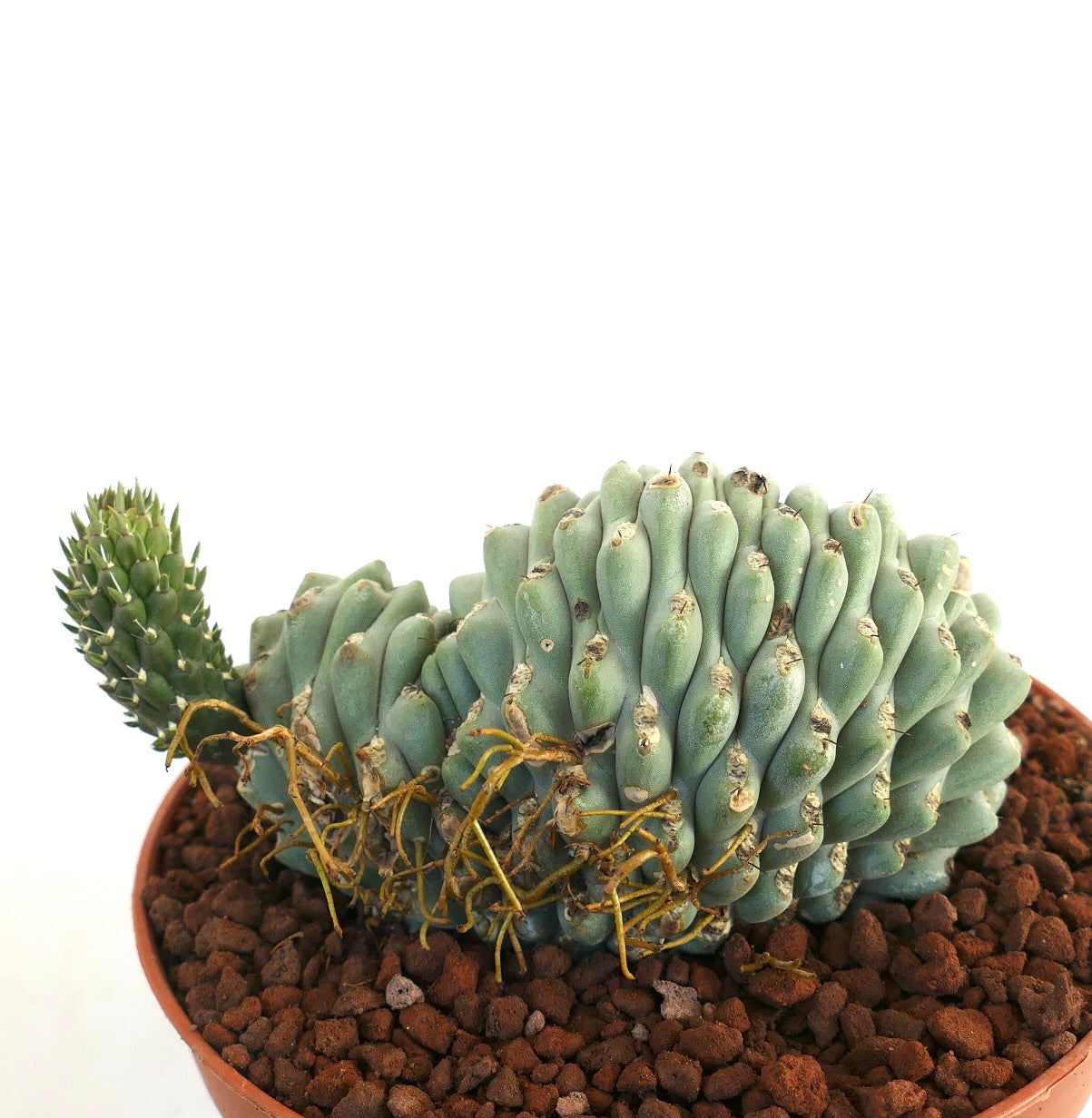 أبونتيا فولجيدا نبتة صبار عصارية نادرة متجعدة ذات سيقان ملتوية وأشواك صغيرة في وعاء