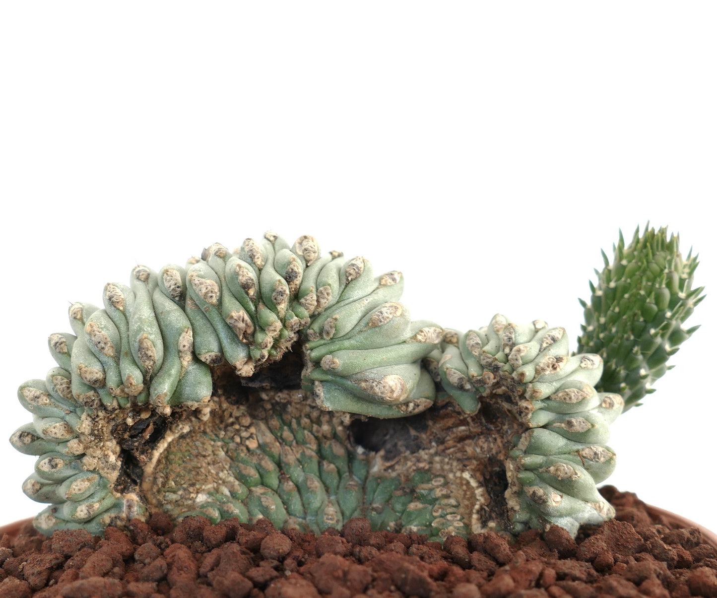 صبار عصاري نادر من نوع أوبونتيا فولجيدا ذو قمم متعرجة وسيقان ملتوية ووسائد خضراء صغيرة