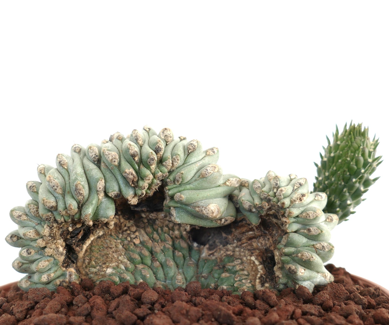 صبار عصاري نادر من نوع أوبونتيا فولجيدا ذو قمم متعرجة وسيقان ملتوية ووسائد خضراء صغيرة