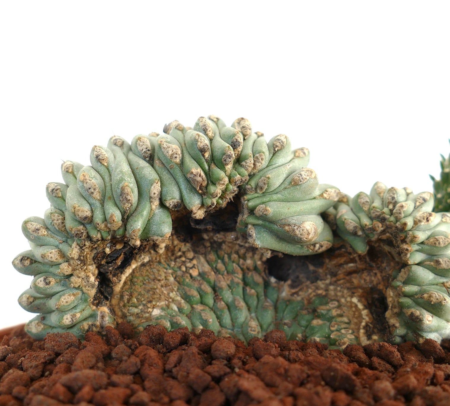 أوبونتيا فولجيDA نبات صبار عصاري نادر ذو قمة متجعدة مع سيقان مقسمة ملتوية وسطح محكم الملمس