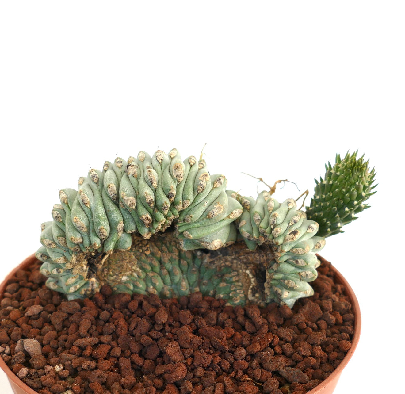صبار أوبونتيا فولجيدا النادر المتخلق بأفرع خضراء ملتوية وأشواك صغيرة في وعاء