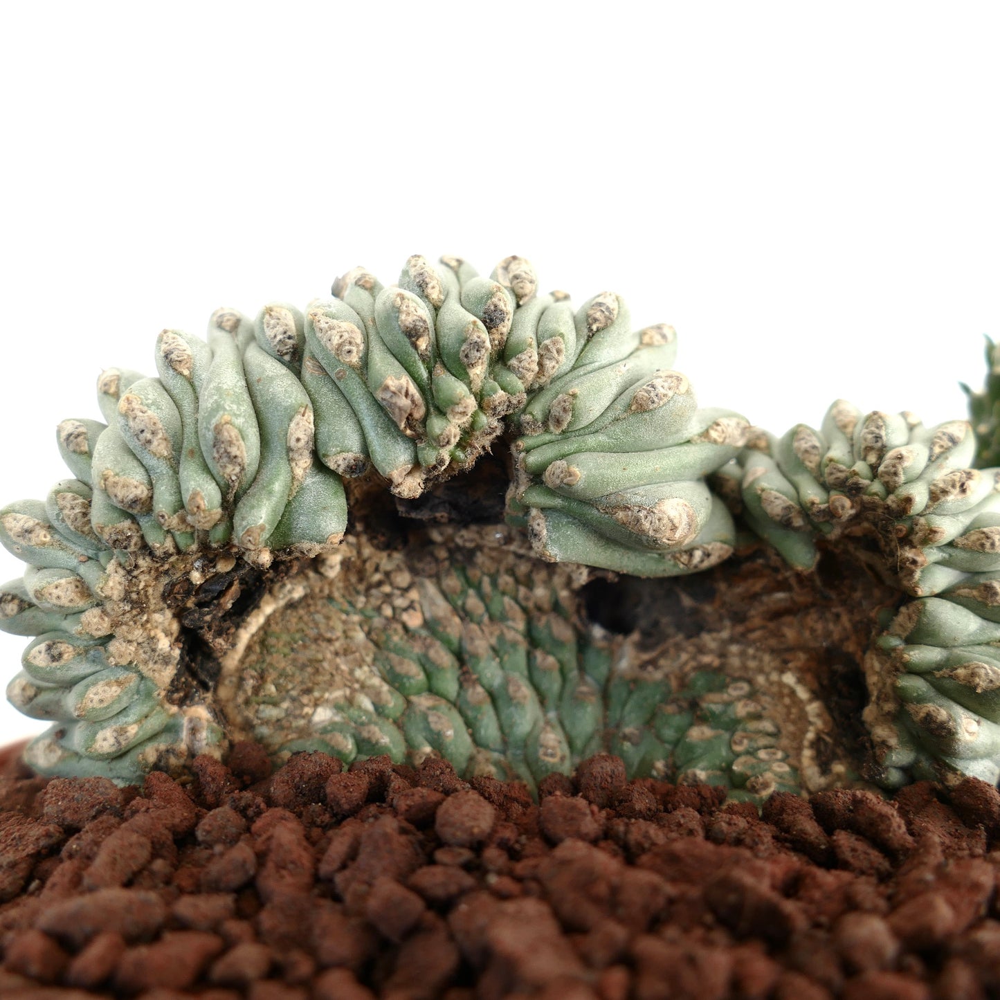 صبار نادر من نوع أوبونتيا فولجيدا متشبث بأشكال متميزة، ذو سيقان ملتوية بلون أزرق-أخضر وملمس محكم