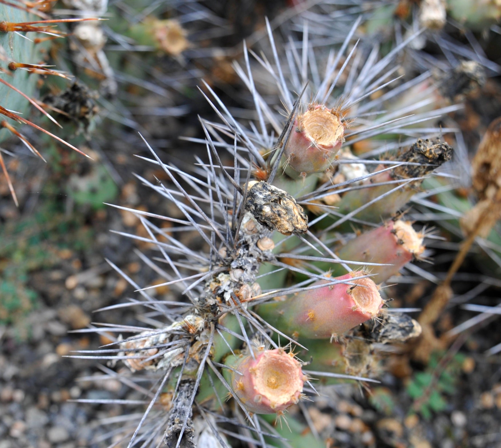 Opuntia phaeacantha Seeds | Botanical Archive | Buy Now From Our Shop