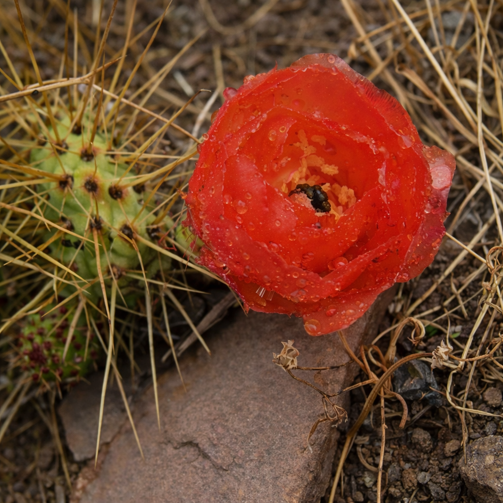 Opuntia soehrensii cactus met een levendige rode bloem en scherpe gele stekels in natuurlijke grond