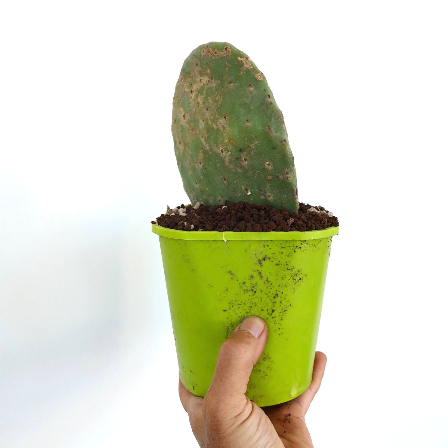 Opuntia titania succulent cactus with flat green pad and rough texture in green pot