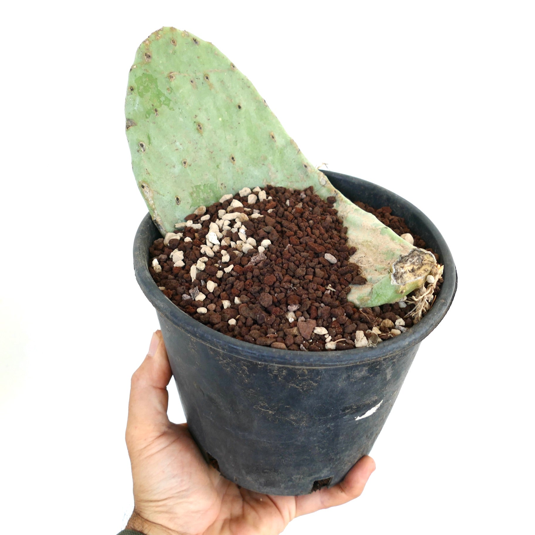 Opuntia titania succulent cactus with flat green pad and small spines in black pot