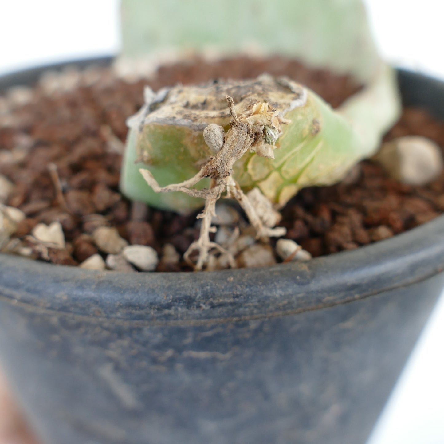 Opuntia titania succulent cactus cutting with visible roots in black pot