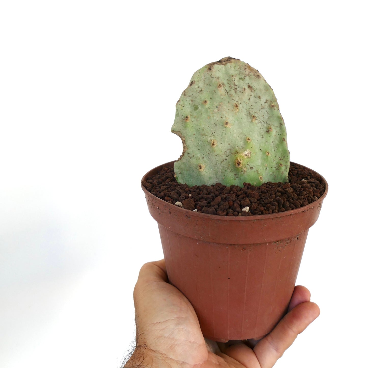 Opuntia titania succulent cactus paddle with pale green color and small areoles in pot