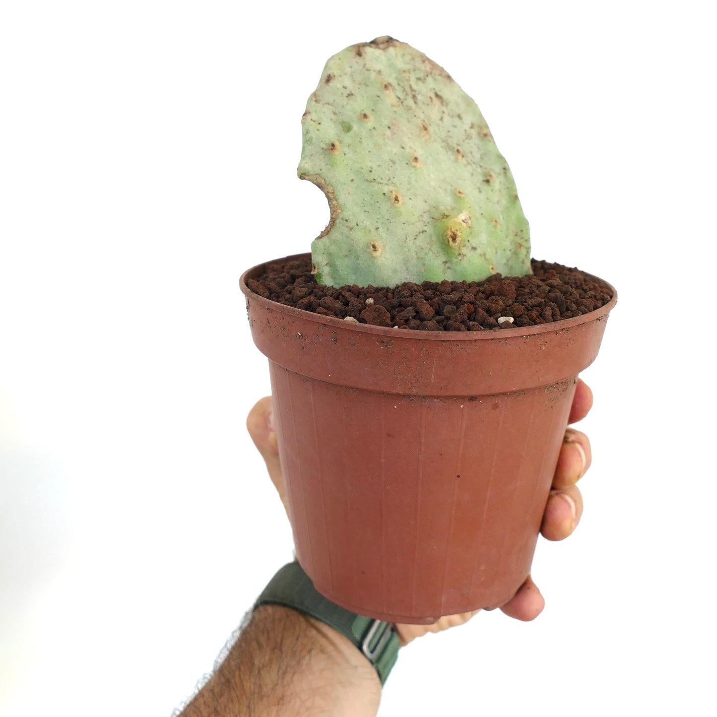 Opuntia titania succulent cactus with pale green flat pad and small spines in pot