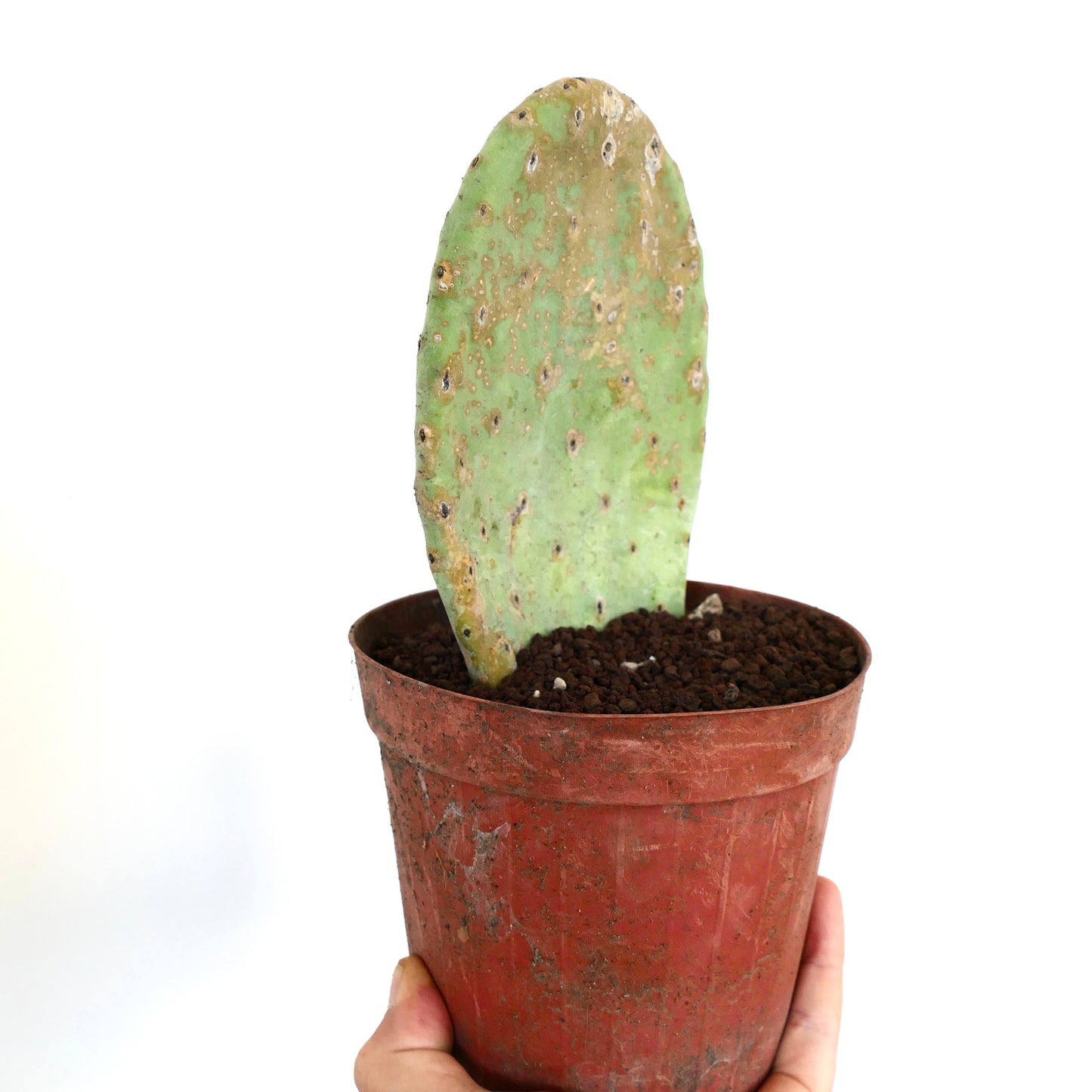 Opuntia titania Sukkulentenkaktus mit flacher grüner Platte und rustikalem Terrakottatopf