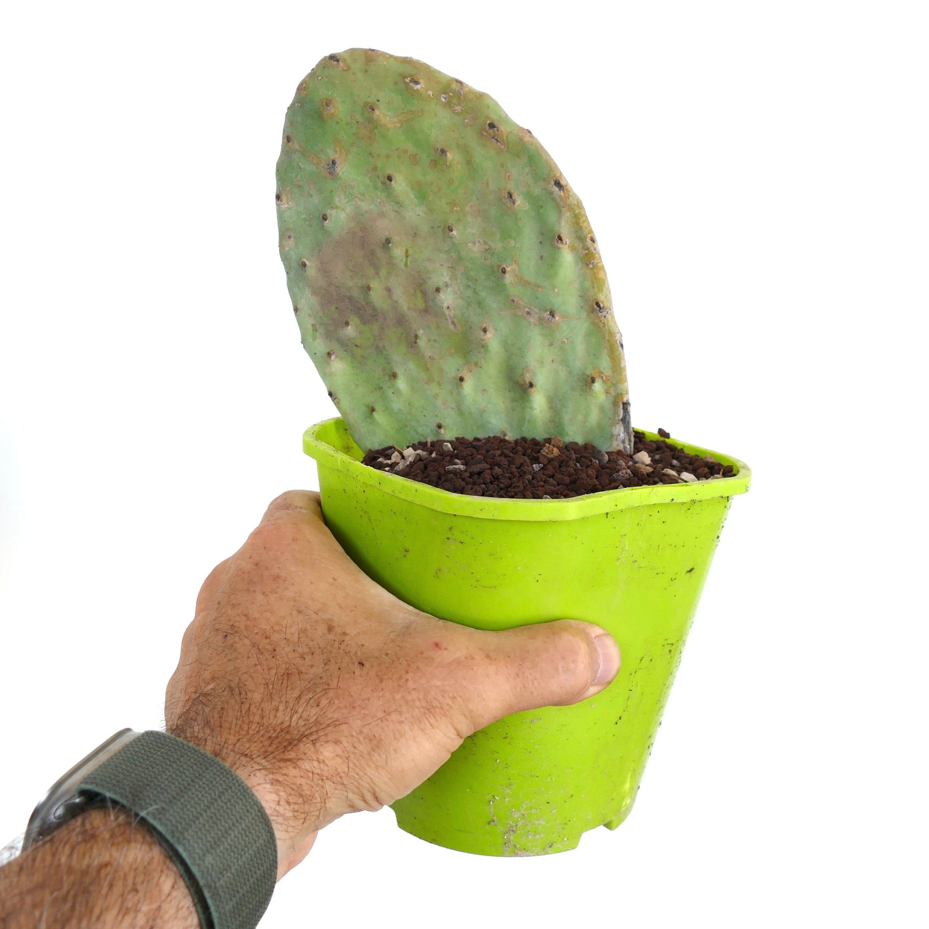 Opuntia titania einzelne flache Kaktuspalme mit sparsam verteilten Areolen im grünen Topf