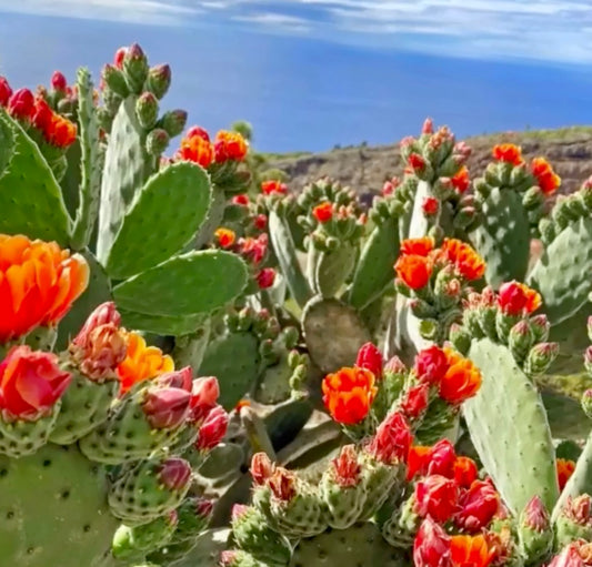 Opuntia tomentosa cactus met levendige oranje en rode bloemen in natuurlijke omgeving