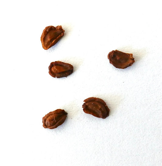 Orbea carnosa subsp. keithii SEEDS
