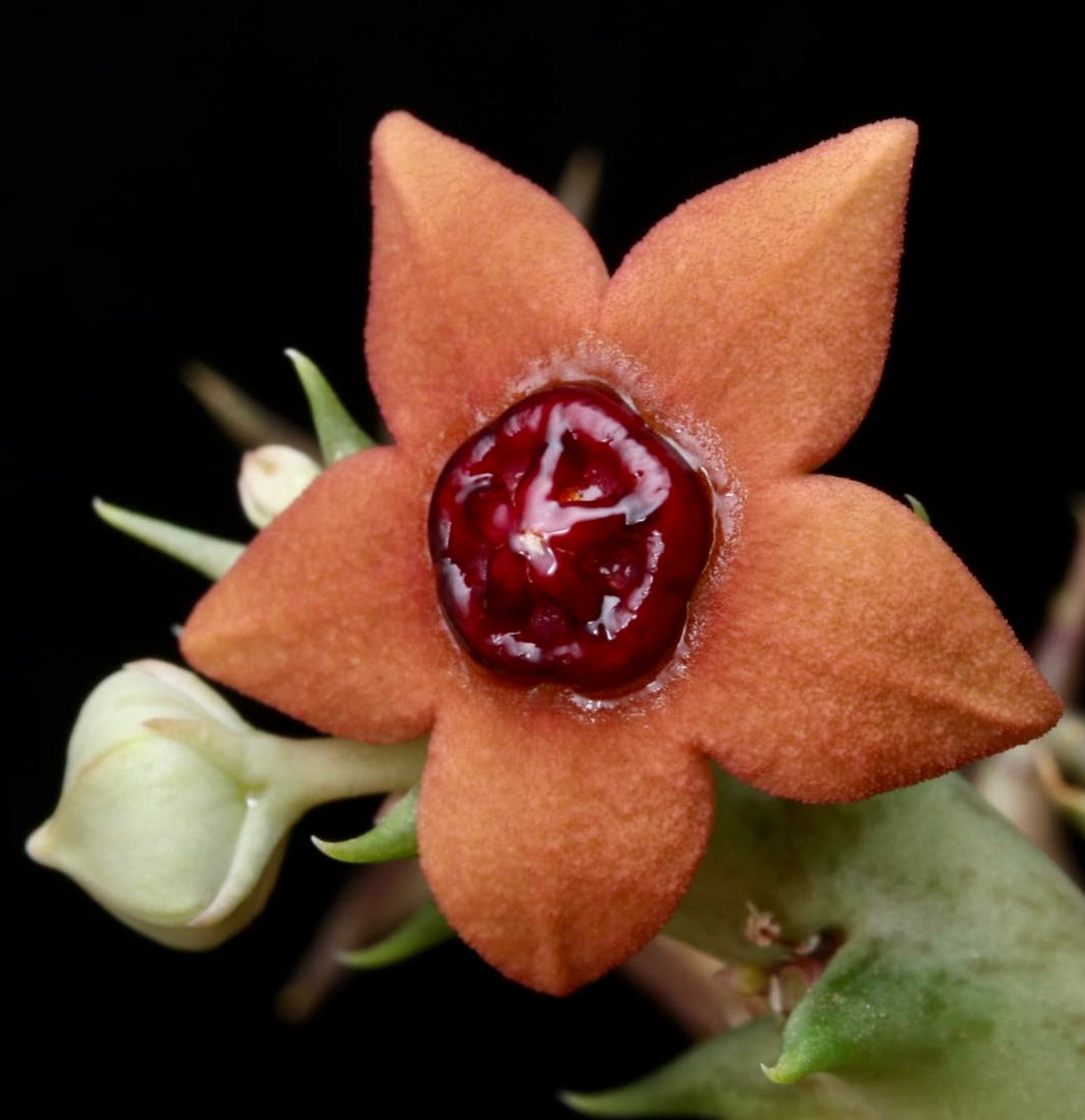 Orbea laticorona succulent star-shaped orange flower with glossy red center and green buds