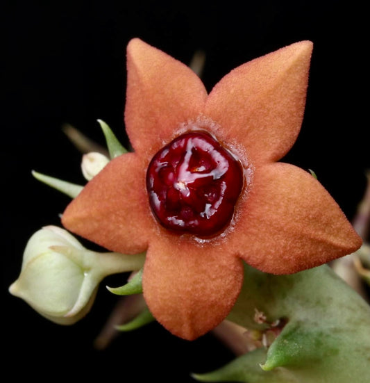 Orbea laticorona succulent star-shaped orange flower with glossy red center and green buds