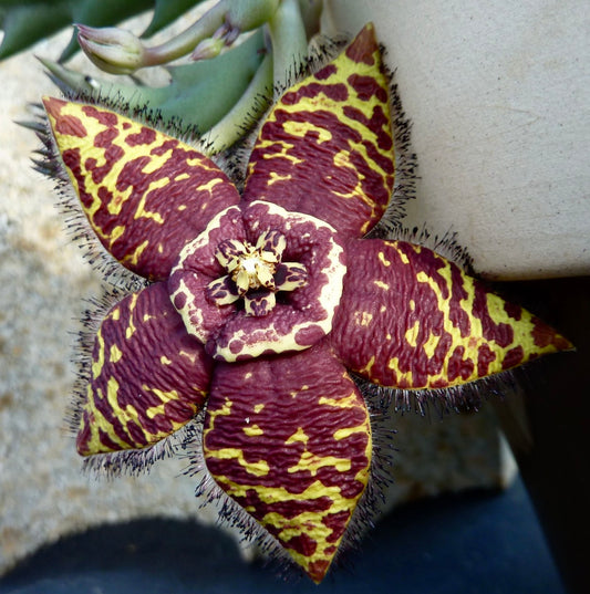 Orbea semota saftig stjerneformet blomst med gule og mørkerøde flekkete kronblader og hårete kanter