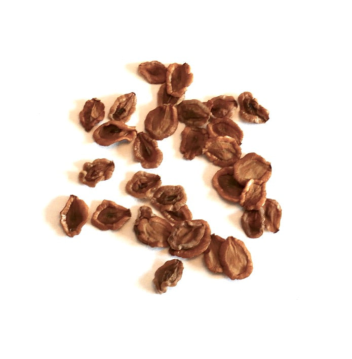 เมล็ดต้นออร์เบีย เซโมตา ซับสปีชีส์ โอเรียนทาลิส พืชอวบน้ำ มีผิวสีน้ำตาลหยักลึก