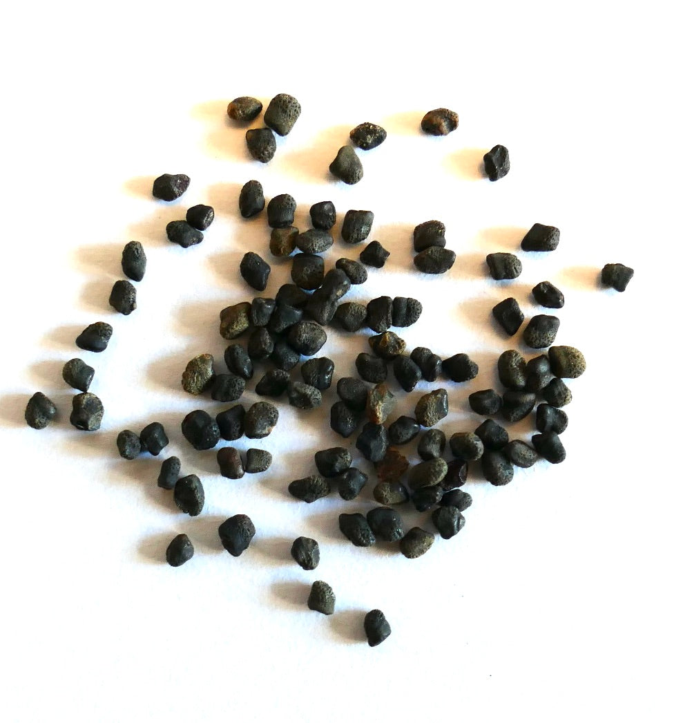 オレオセレウス・アルボレウス 小型ダークサボテン 種子 表面に質感があり 繁殖用