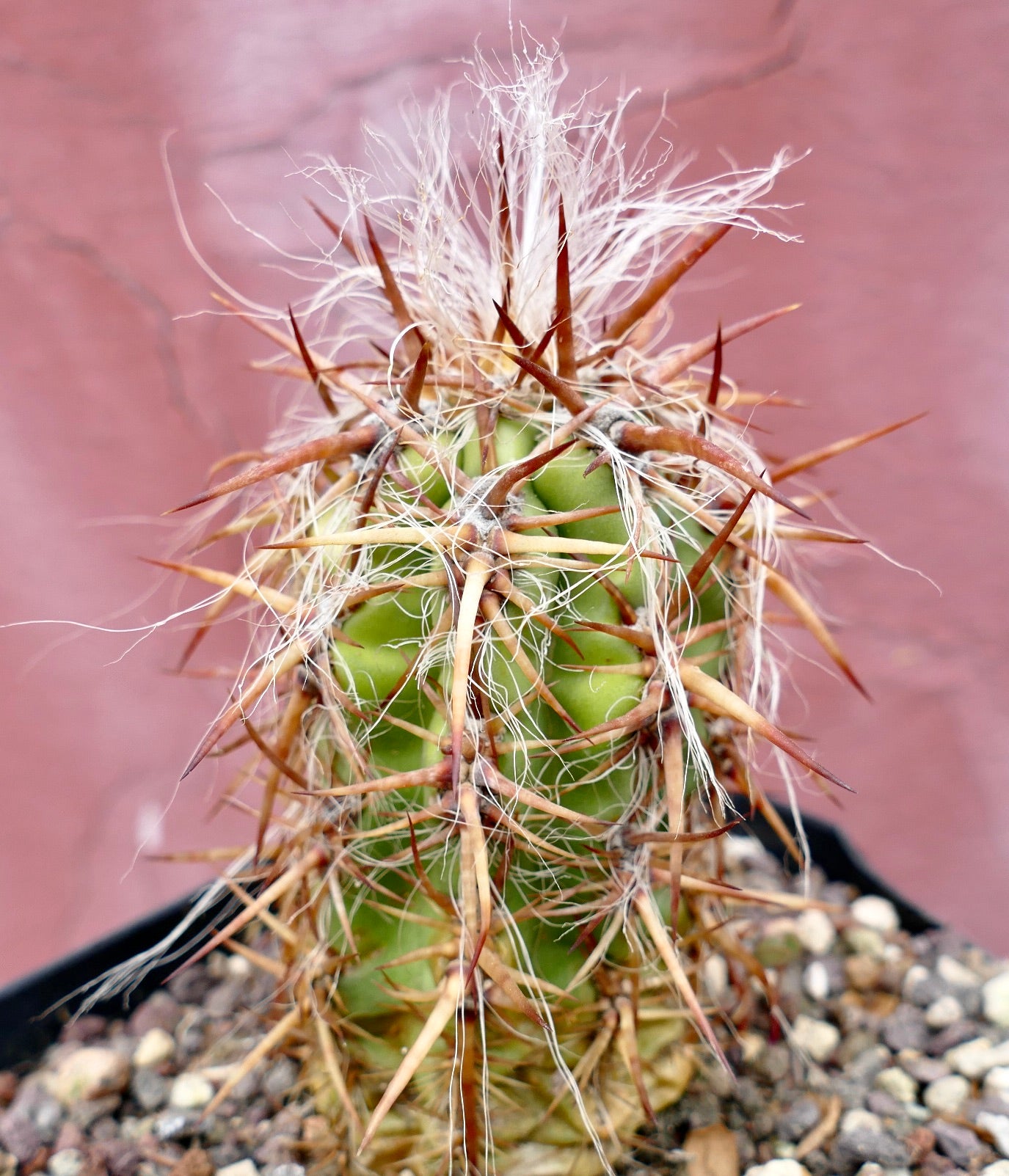 Oreocereus celsianus STRONG SPINES