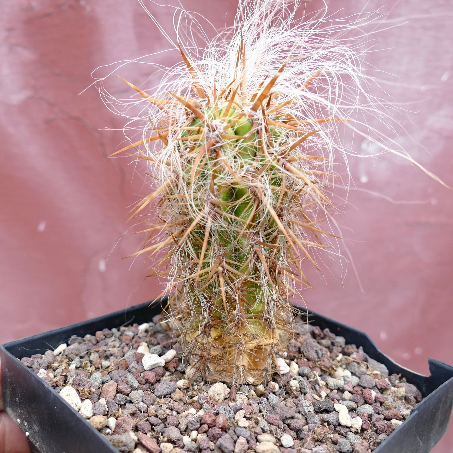 Oreocereus celsianus STRONG SPINES