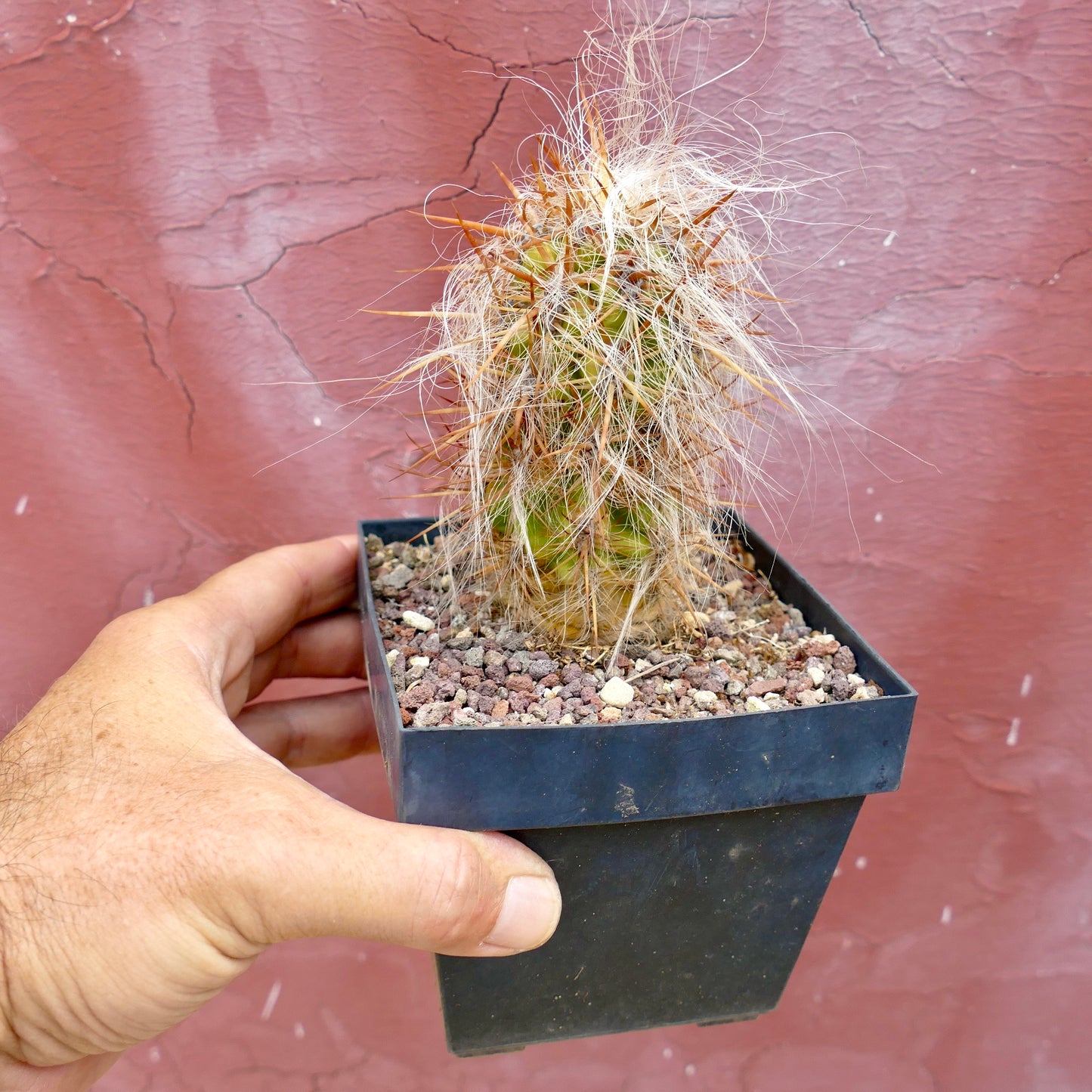 Oreocereus celsianus STRONG SPINES