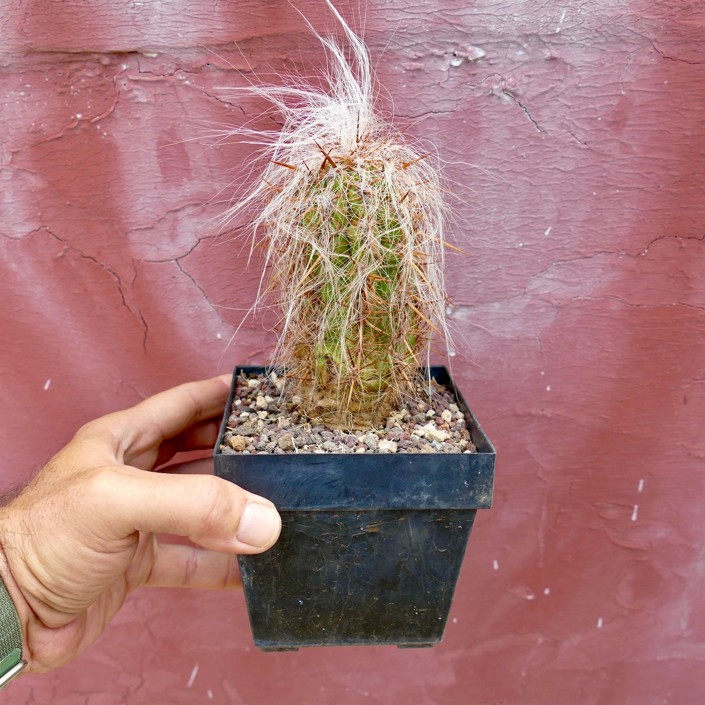 Oreocereus celsianus LONG HAIRS