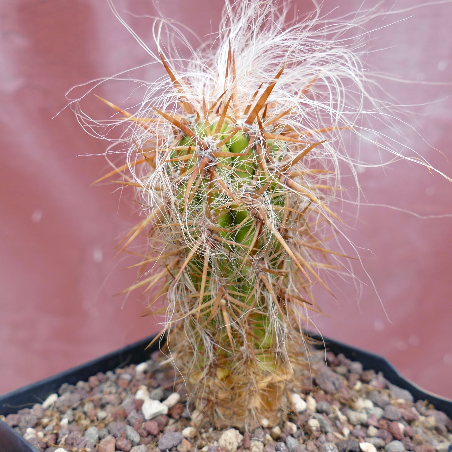 Oreocereus celsianus STRONG SPINES