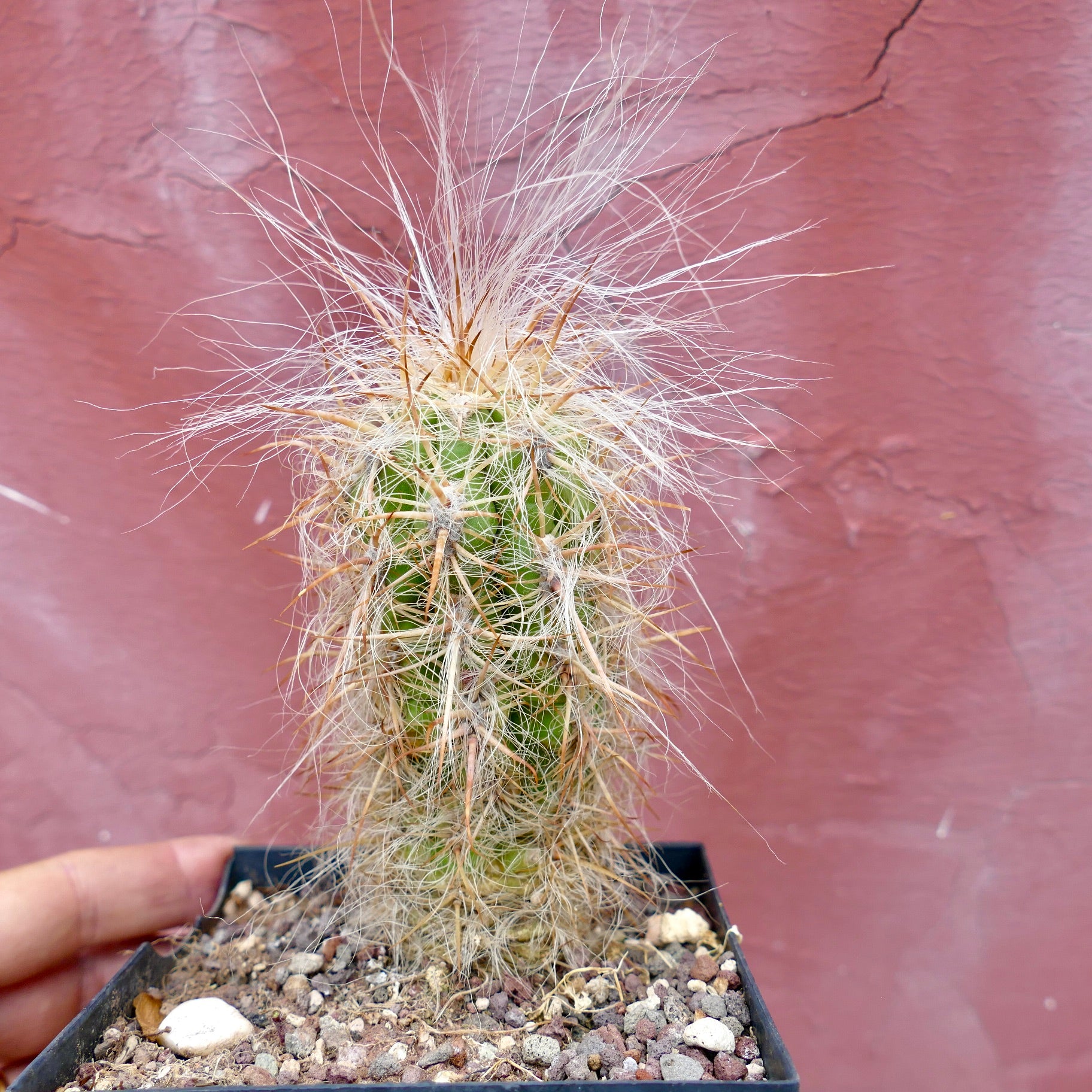 Oreocereus celsianus | Botanical Archive