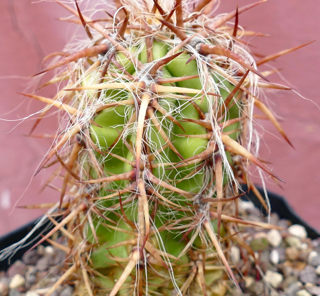 Oreocereus celsianus STRONG SPINES